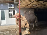 جمل, الجمال — الصورة 7