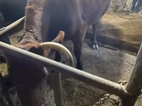 Kuh, Swiss cattle — Foto 2