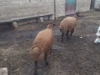 Carnero, Blackheaded Persian sheep — foto 3