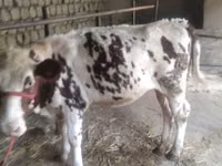 गाय, Simmental cattle — फ़ोटो 4