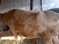 Kuh, Simmental cattle — Foto 3