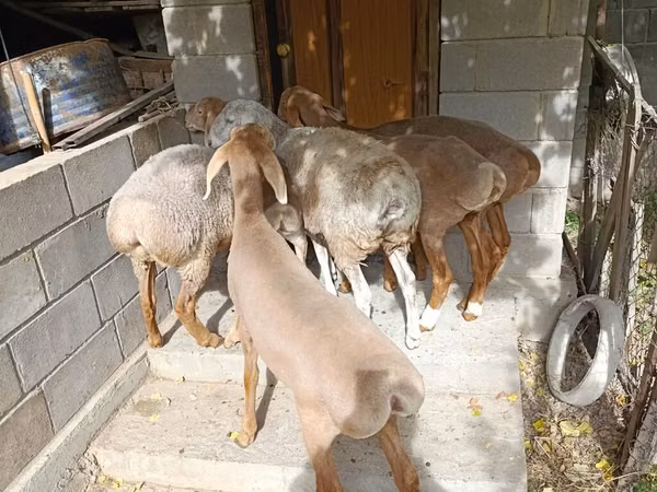 Кой, Арашан