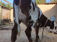 Bulle, Simmental cattle — Foto 8
