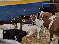 Бұқа, Simmental cattle — 1-сурет