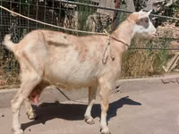 Echki, Echkilar — 1-rasm