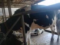 公牛, Russian Black pied cattle — 照片 1
