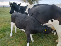 Rinder (Partie, Geschlecht nicht angegeben), Russian Black pied cattle — Foto 4