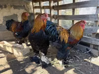 Brahma — Foto 1