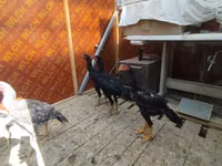 Chickens — फ़ोटो 4