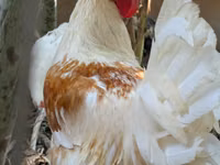 Chickens — 照片 1