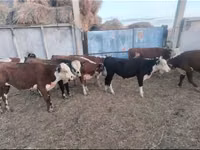 ثور, Simmental cattle — الصورة 1
