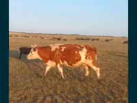 गाय, Simmental cattle — फ़ोटो 1