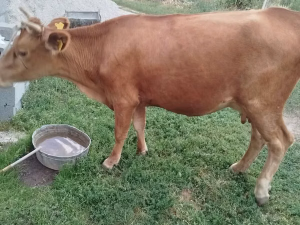 母牛, Cattle — 吉尔吉斯斯坦