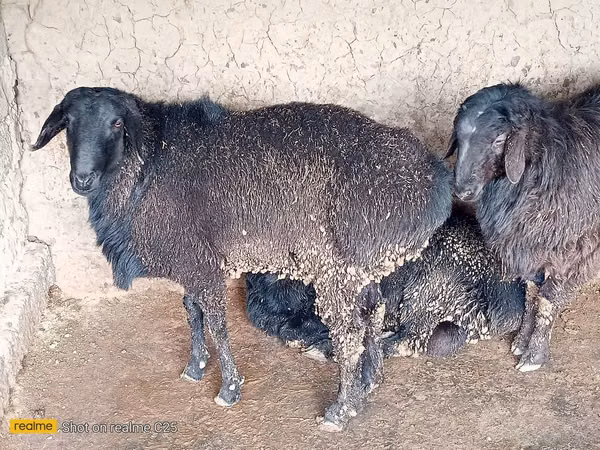 كبش, الأغنام — أوزبكستان
