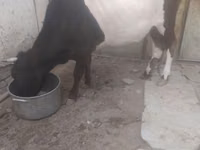 母牛, Russian Black pied cattle — 照片 1