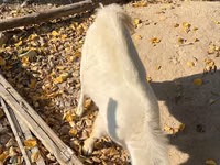 Ziegenbock, Ziegen — Foto 2