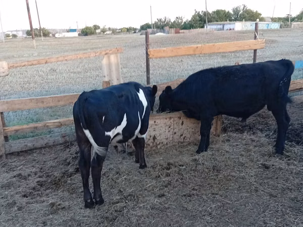 सांड, Russian Black pied cattle — कज़ाखस्तान