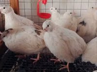 Quails — Foto 1