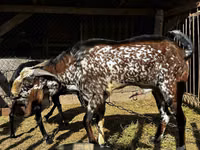 Ziegenbock, Beetal goats — Foto 2