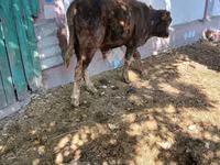 Bulle, Simmental cattle — Foto 2