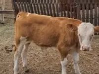 Bulle, Simmental cattle — Foto 2