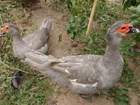 Ducks — Foto 5