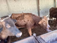 Kuh, Simmental cattle — Foto 4
