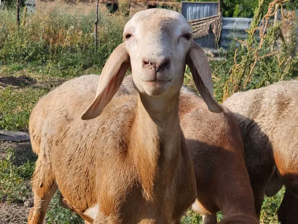 Қошқар, Arashan sheep