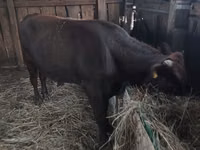 गाय, Simmental cattle — फ़ोटो 3