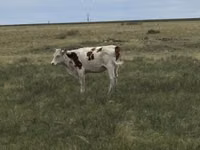 गाय, Latvian Blue cattle — फ़ोटो 2
