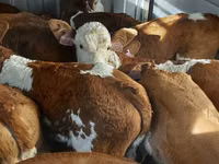 Bulle, Simmental cattle — Foto 7