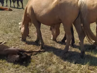 Yegua, Kazakh horse — foto 3