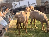 Schaf, Hissar sheep — Foto 3