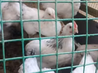 Chickens — Foto 2