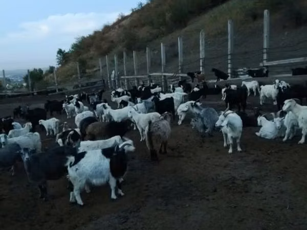 母山羊, Goats — 哈萨克斯坦