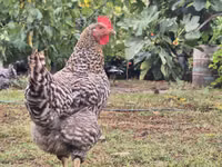 Slovenian Barred Hen — photo 3