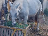 Mare, Horses — photo 5