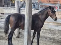 Hengst, Welsh Cob — Foto 7