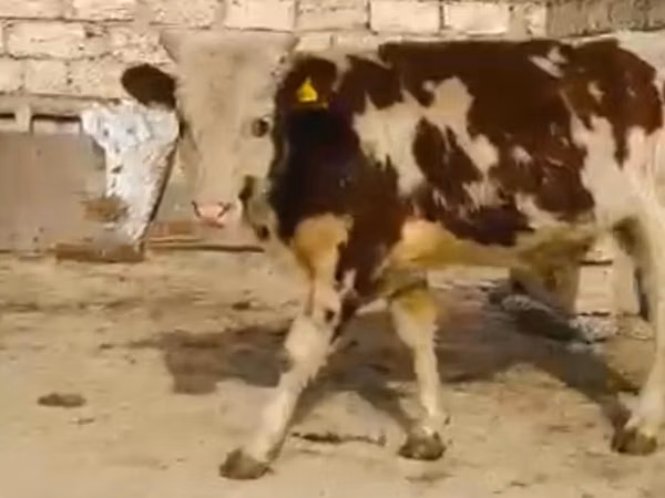 Kuh, Latvian Blue cattle