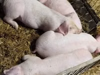 Schweine (Partie, Geschlecht nicht angegeben), Schweine — Foto 8