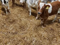ІҚМ (топ, жынысы көрсетілмеген), Simmental cattle — 2-сурет
