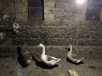 Geese — 2-сурет