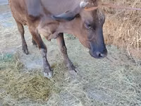 母牛, Swiss cattle — 照片 5