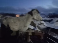 فرس, الخيول — الصورة 3