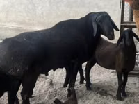 كبش, الأغنام — الصورة 2