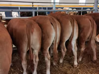 Bulle, Limousin-Kuh — Foto 1