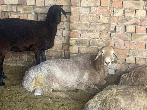Qoʻchqor, Arashan sheep