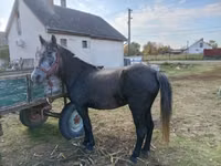 Mare, Horses — photo 1