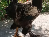 Brahma — Foto 2