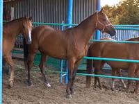فرس, Thoroughbred horse — الصورة 2